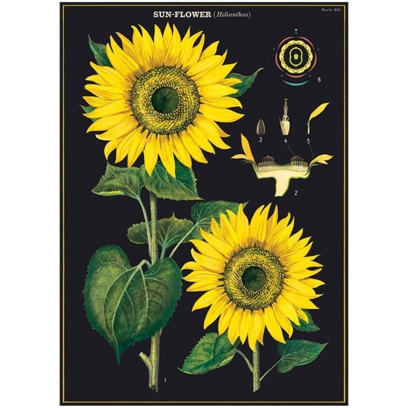 Cavallini & Co. Sunflowers Vintage Image Chart, 20” x 28” Inch - NWT - Picture 1 of 5